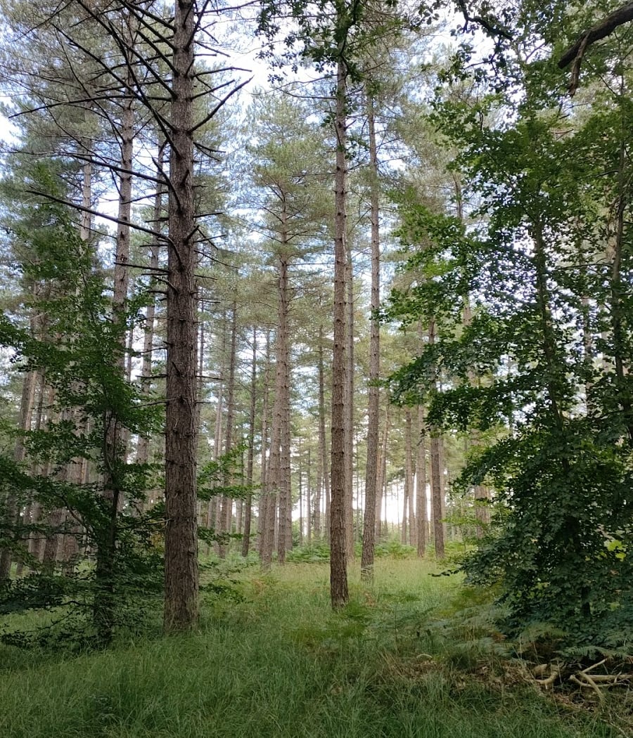 Forêt vallonnée et arbres remarquables 2